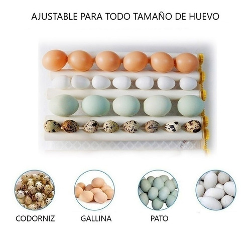 JERS 174 Huevos 4