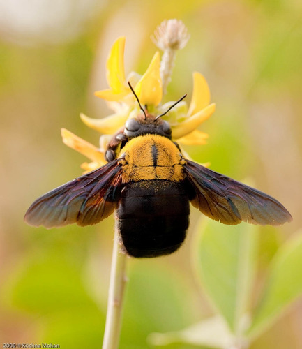 Canon 100mm