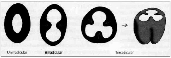 CID BIO-SCIENCE CI-602 3